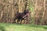 CANE CORSO 1377